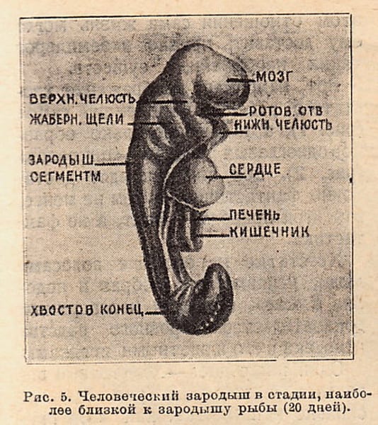 Рисунок 5 из послесловия Беляева, «Вокруг света», 1928. Подпись в журнале: «Человеческий зародыш в стадии, наиболее близкой к зародышу рыбы (20 дней)». Слева подписаны жаберные щели.