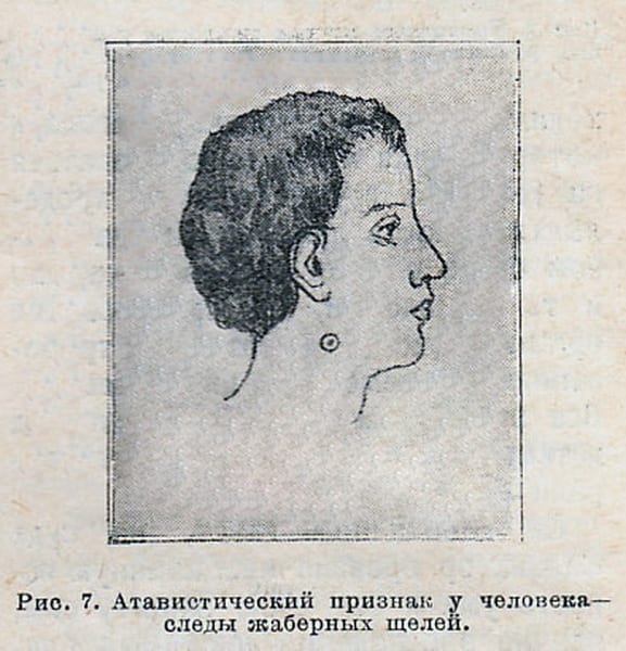 Рисунок 7 из того же послесловия. Подпись в журнале: «Атавистический признак у человека — следы жаберных щелей». Так Беляев доказывал читателю, что Ихтиандр вырос из настоящей биологии.
